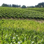 Pinot Noir: Not my favorite