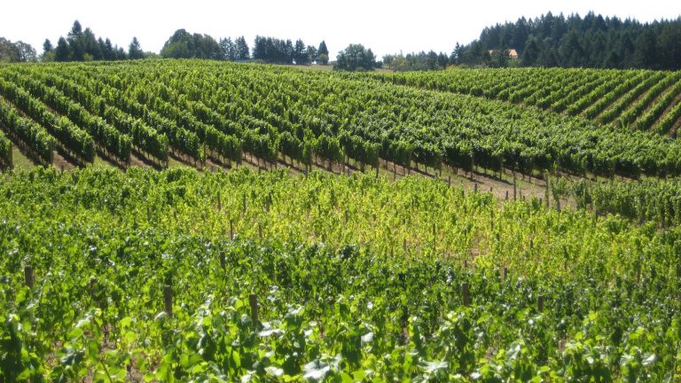 Pinot Noir: Not my favorite