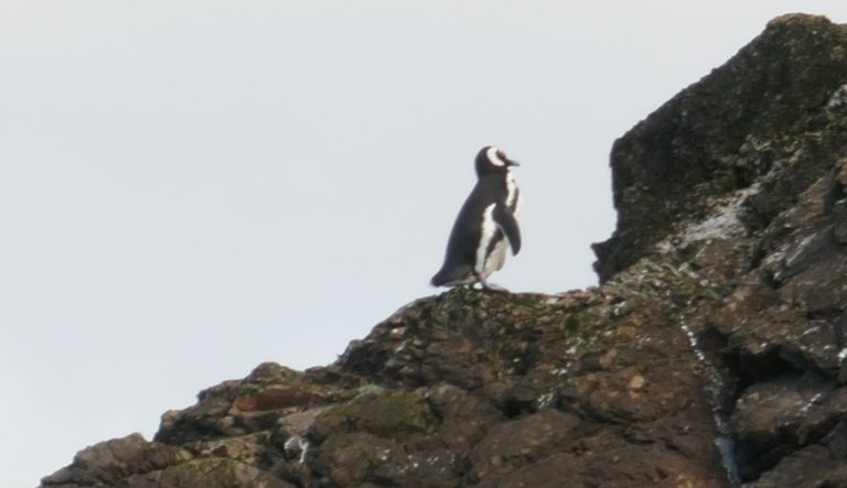 Los pingüinos