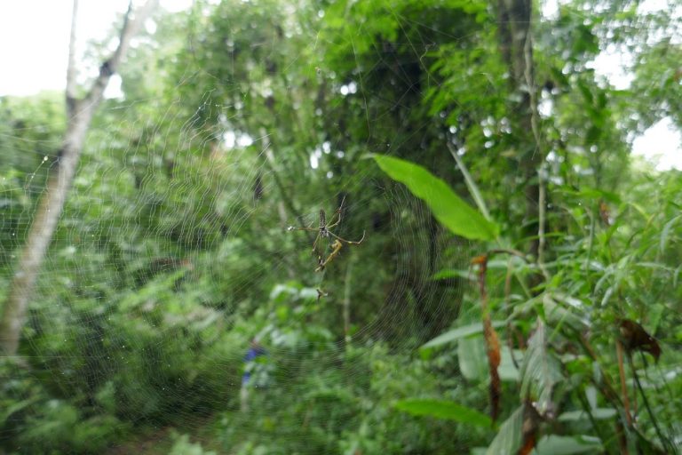 It’s a Jungle Out&nbsp;There