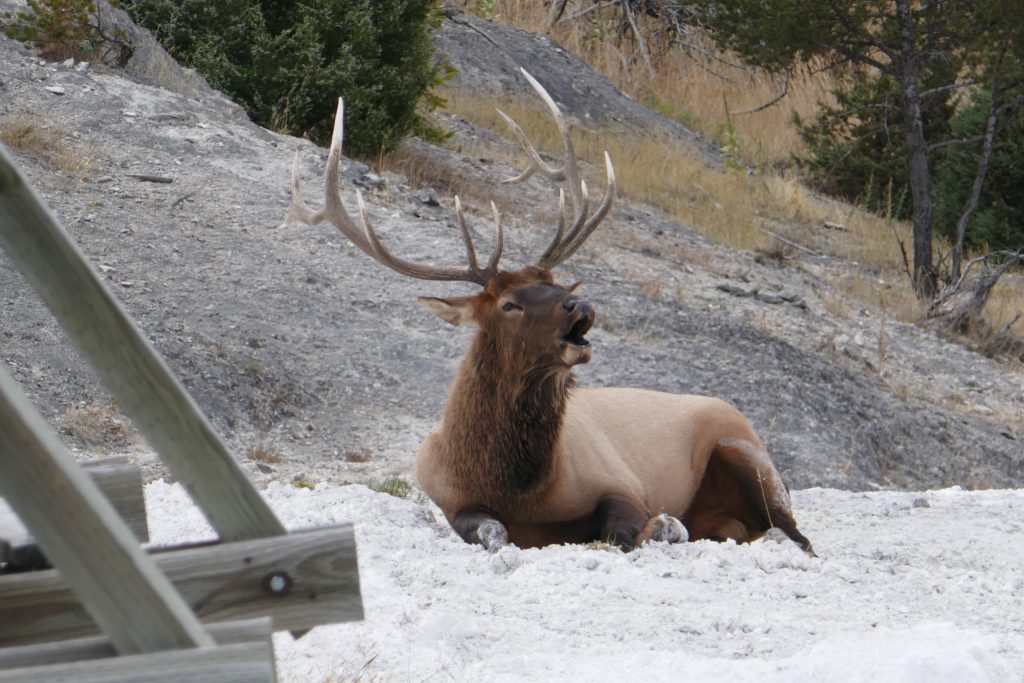 Bull elk sitting near the hot springs
