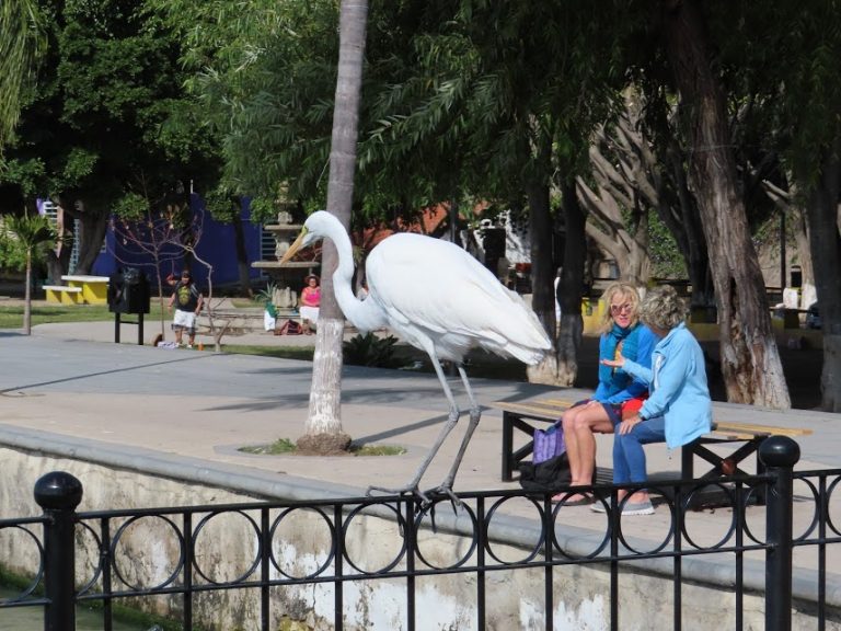Impressions of Ajijic