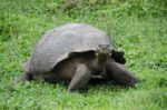 Photo of a large tortoise on a grassy area