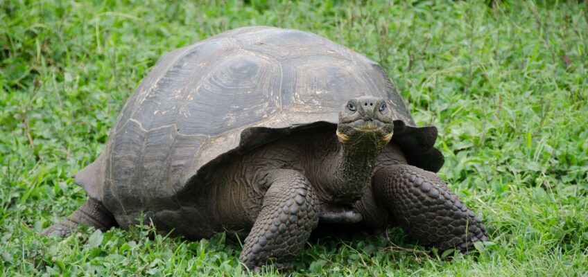 Photo of a large tortoise on a grassy area
