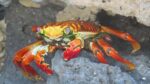 Bright red crab with milky blue eyes