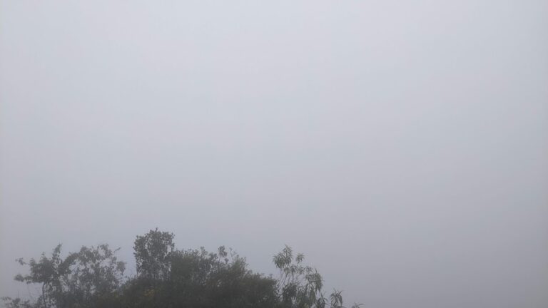a sheet of fog with a few tree branches