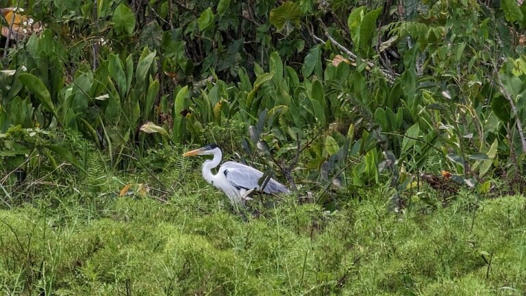 Birds and wildlife of Panama