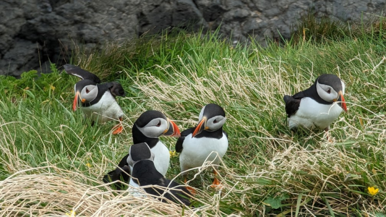 Island hopping in the Inner Hebrides