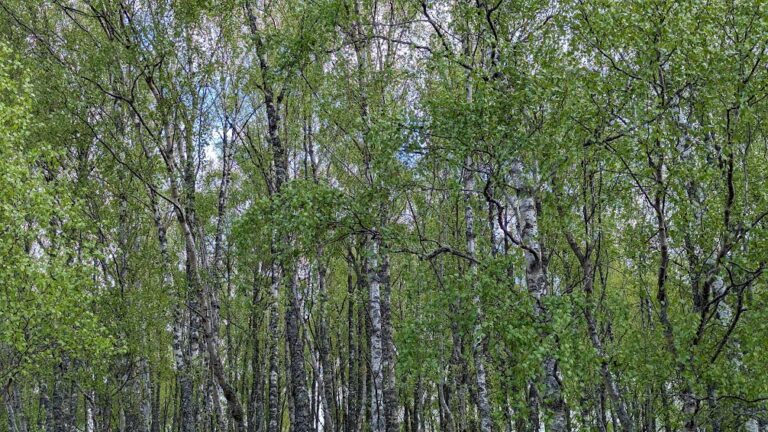 Aviemore, Cairngorms, and Rothiemurchus