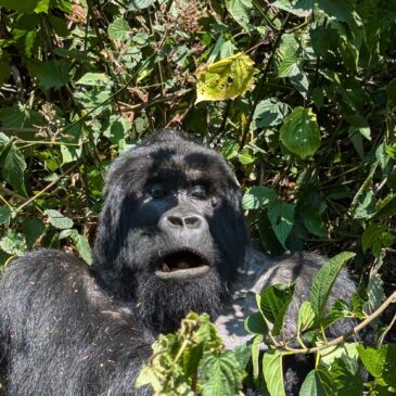 Rwanda: Genocide, Gorillas, and More