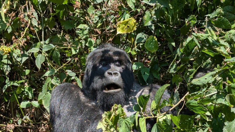 Rwanda: Genocide, Gorillas, and&nbsp;More