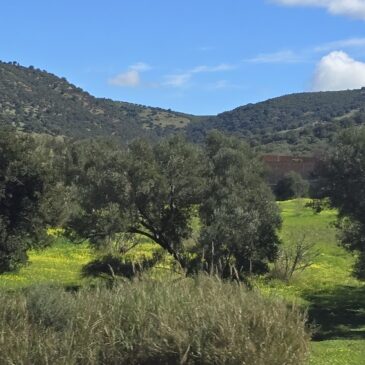 Northern Morocco: Casablanca to Chefchaouen