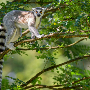 Up Next: Madagascar and&nbsp;More