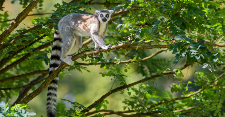 Up Next: Madagascar and&nbsp;More