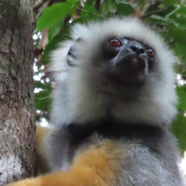 Madagascar Part One: Antananarivo to Andasibe