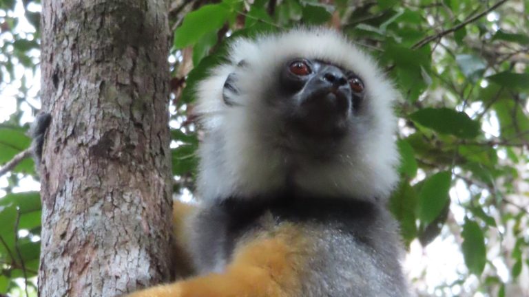Madagascar Part One: Antananarivo to Andasibe