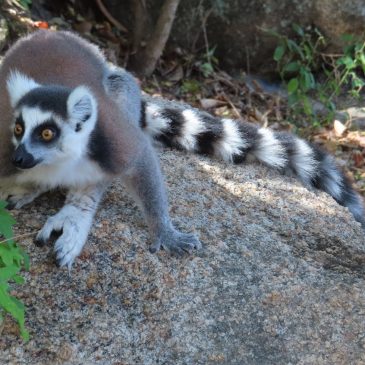 Madagascar Part Three: Ring-tailed lemurs