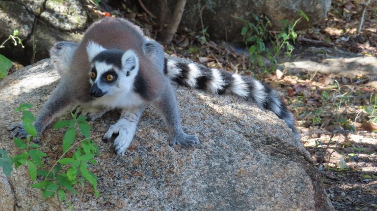 Madagascar Part Three: Ring-tailed lemurs