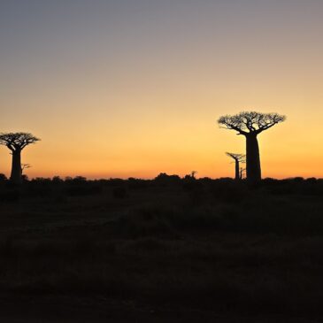 Madagascar Part Eight: Baobabs and&nbsp;Beach