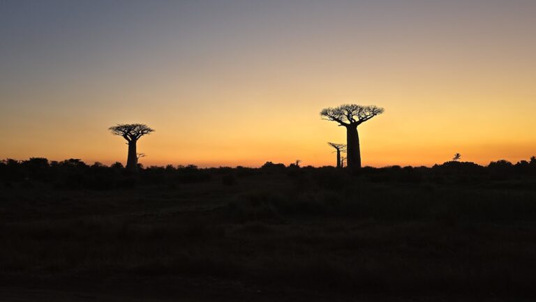 Madagascar Part Eight: Baobabs and&nbsp;Beach
